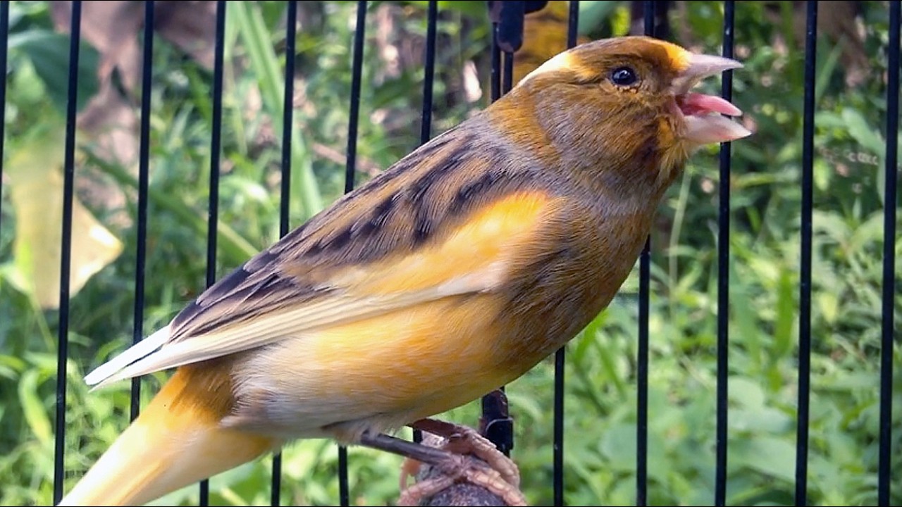 O Canto Mais Incrível de Canário Belga! canario belga vai cantar muito