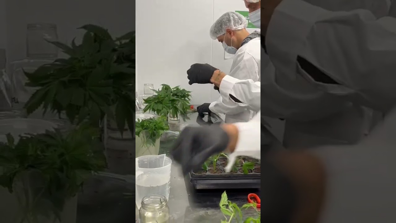 Clones de La Maga by Botanicanns. #argentina #fyp