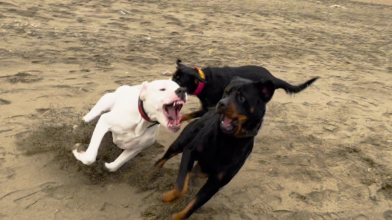 Dogo Argentino and Rottweiler meeting shows who is more agile, fast and resistant