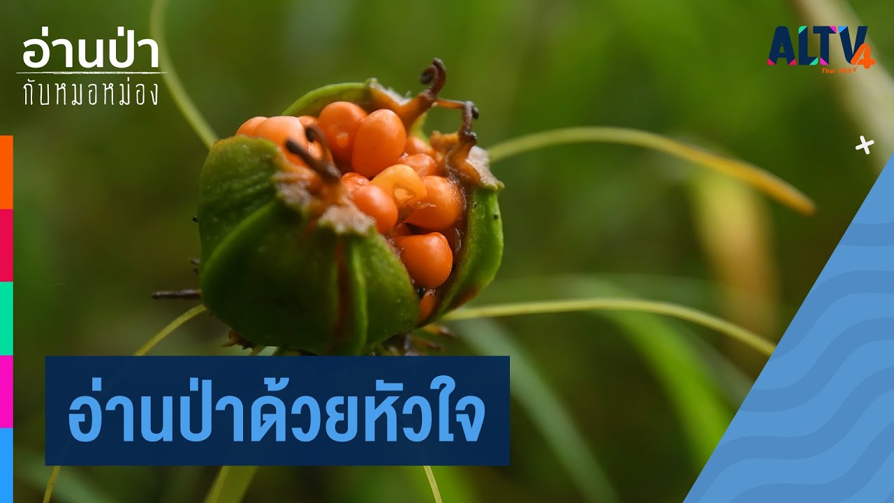 อ่านป่าด้วยหัวใจ | อ่านป่ากับหมอหม่อง (21 ก.พ. 64)