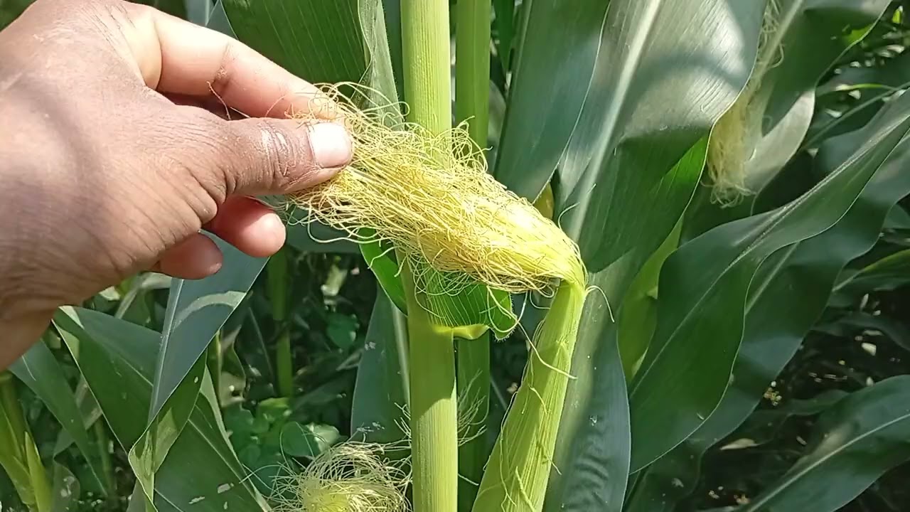 একটি গাছে কয়টি ফল রাখবেন আর কয়টি ভেঙ্গে ফেলে দিবেন এই বিষয় জানতে পারবেন # #agrifuture #cow #