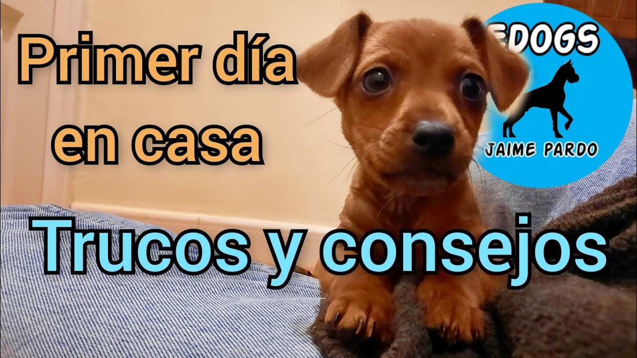 🔴NUEVO CACHORRO EN EL CANAL (Primer día de Rot en casa)