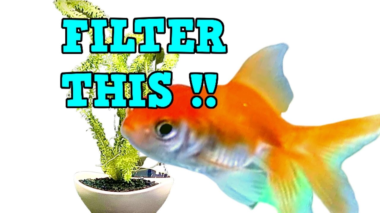 GOLDFISH 75 Gallon Tank FILTER and Aquarium HACK !!