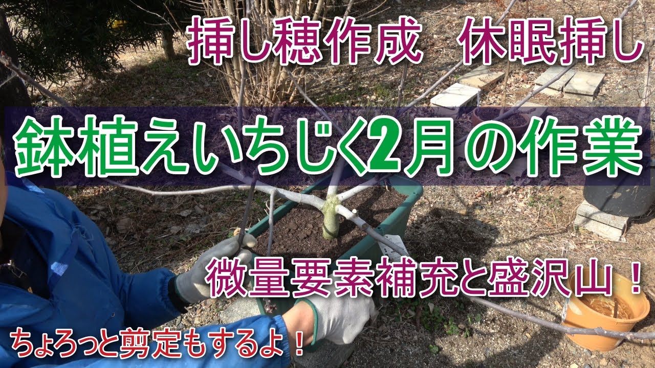 【鉢植えいちじく】２月の作業、やりたいのでやります【３選】
