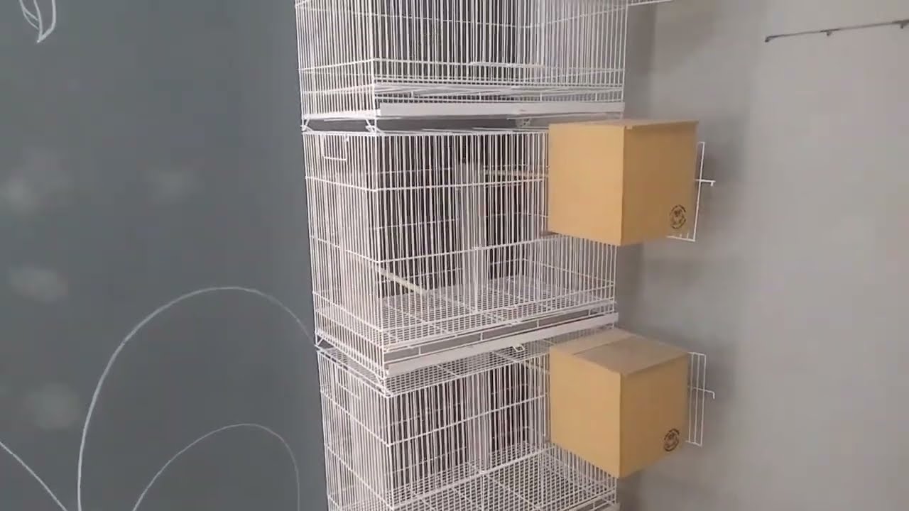 Como Pintar Gaiolas