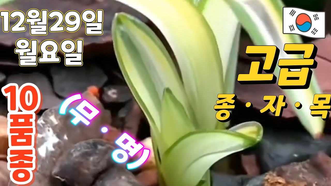 12월29일ㆍ월요일ㆍ10품종    ㅡ   좋은 품종   소개합니다 💥💥💥 종자목하세요        [4K]