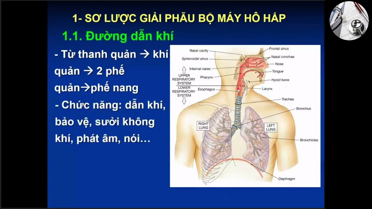 SINH LÝ HÔ HẤP