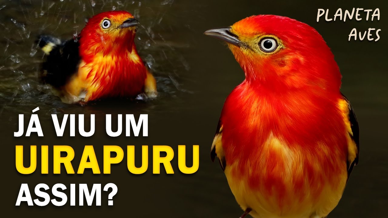 AVES que VISITAM um BEBEDOURO NA FLORESTA: O banho do Uirapuru e muito mais!