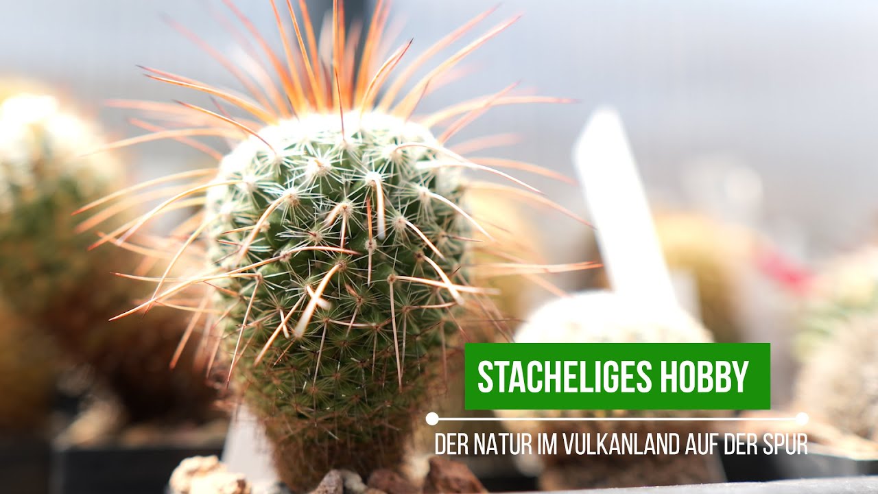 Stacheliges Hobby  | Der Natur im Vulkanland auf der Spur | vulkantv.at