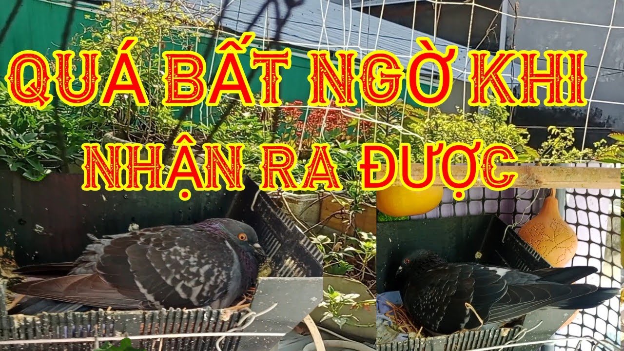 Quá Vui Khi Thấy Chim Bồ Câu Ấp Sắp Nở Con