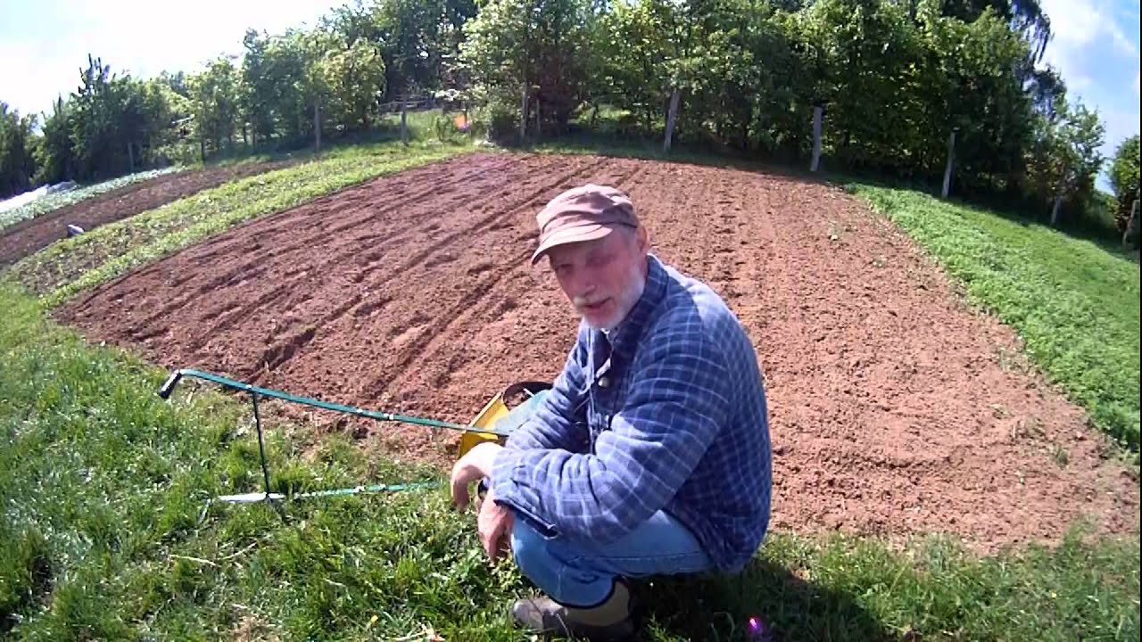 Körner Speisemais im Garten anbauen
