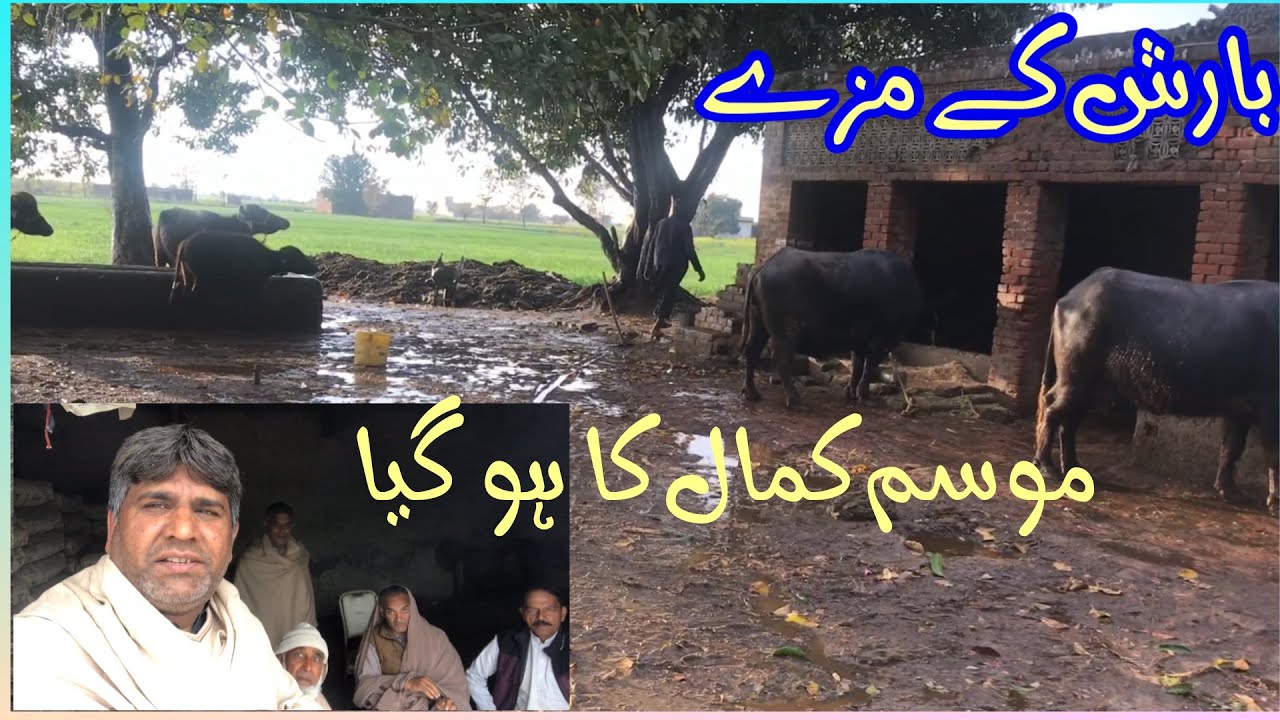 Continues Raining ☔️ Ladha Sadha Gujrat || Pleasant Weather
