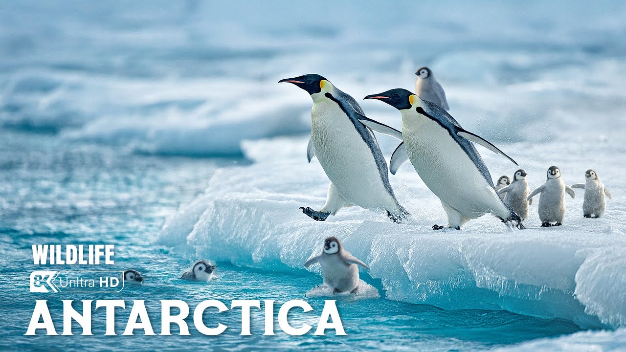 Antarctic Wildlife | The Hidden Life Thriving in Earth&rsquo;s Harshest Frozen Realm