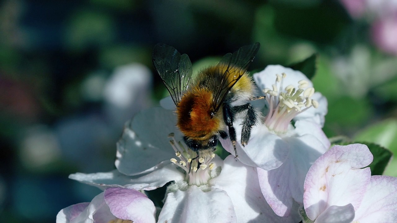 French Bumblebees (bombus) bumbling around [Snippet]