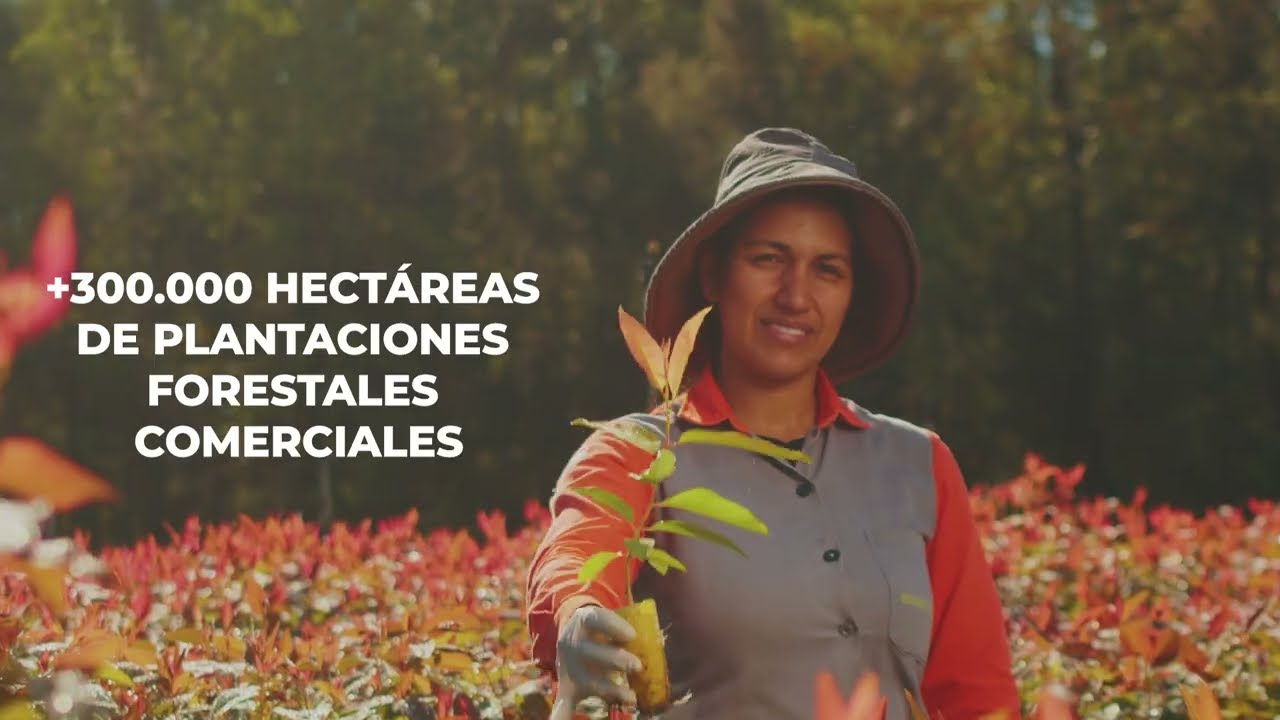 FEPAMA | Unidos por un Futuro que se Construye con Madera Sostenible