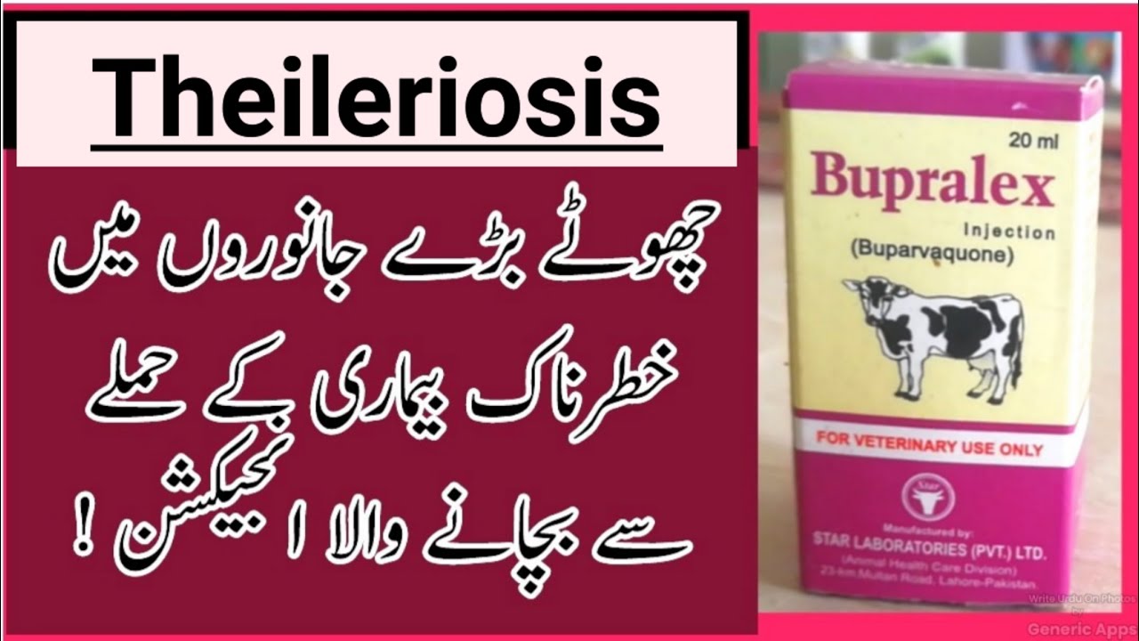 Bupralex Injection | Uses in Urdu and Hindi | Bupralex | Buparvaquone Injection Veterinary