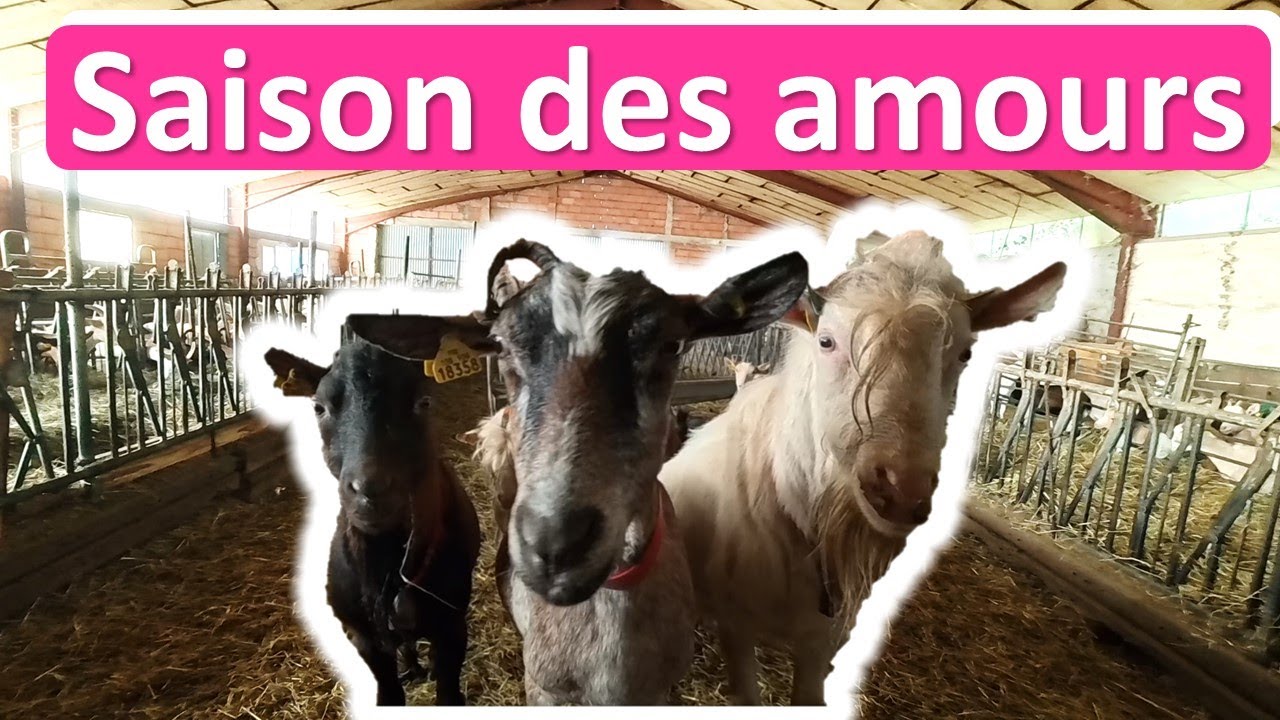 Repro, brame du cerf, salon, froid, et travail du sol !