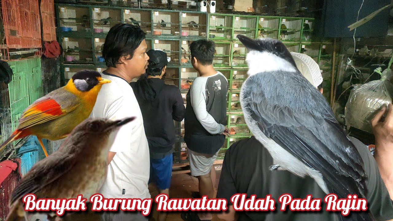 Banyak Burung Rawatan Udah Pada Rajin 