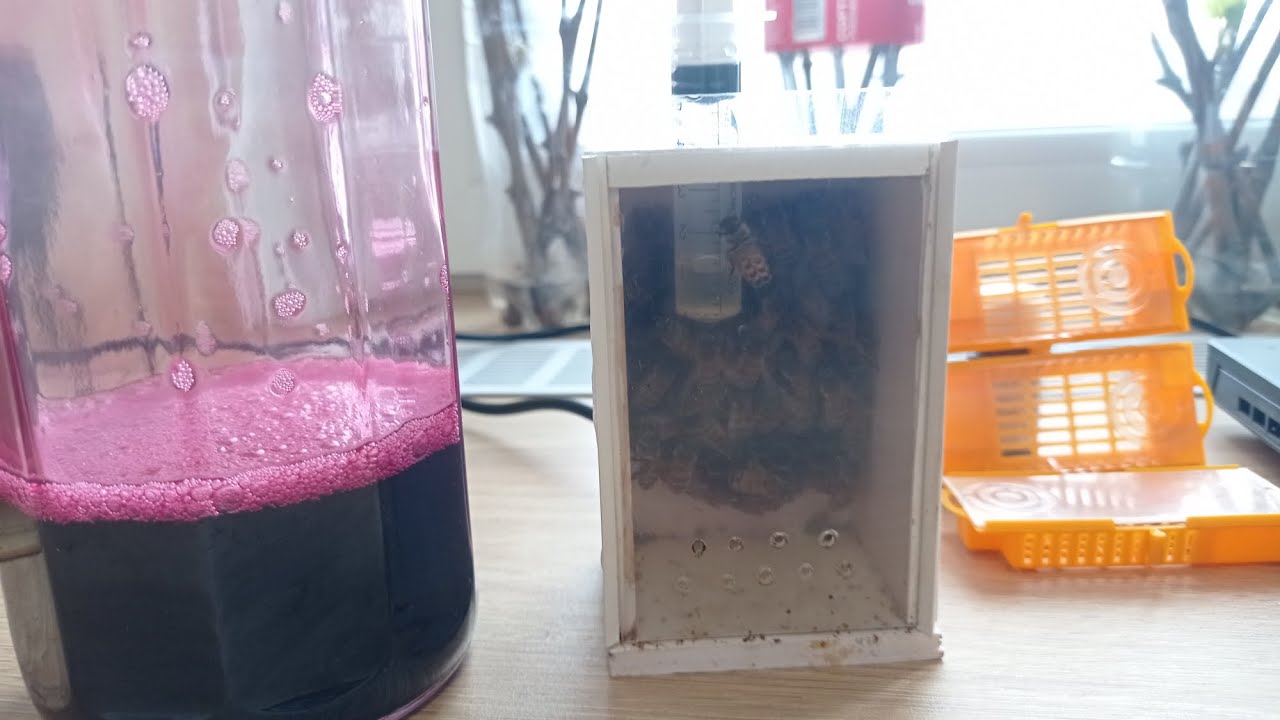 Матка зимует в не Улье.Ехреримент. Вино какое я употребляю