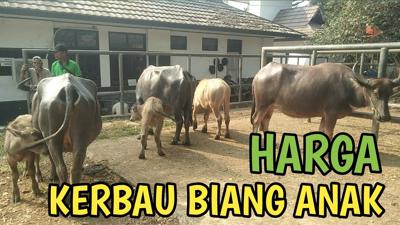 UPDATE HARGA KERBAU BIANG ANAK DI PASAR HEWAN PURWAKARTA