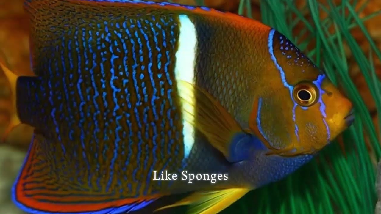 The King Angelfish(Holacanthus Passer)