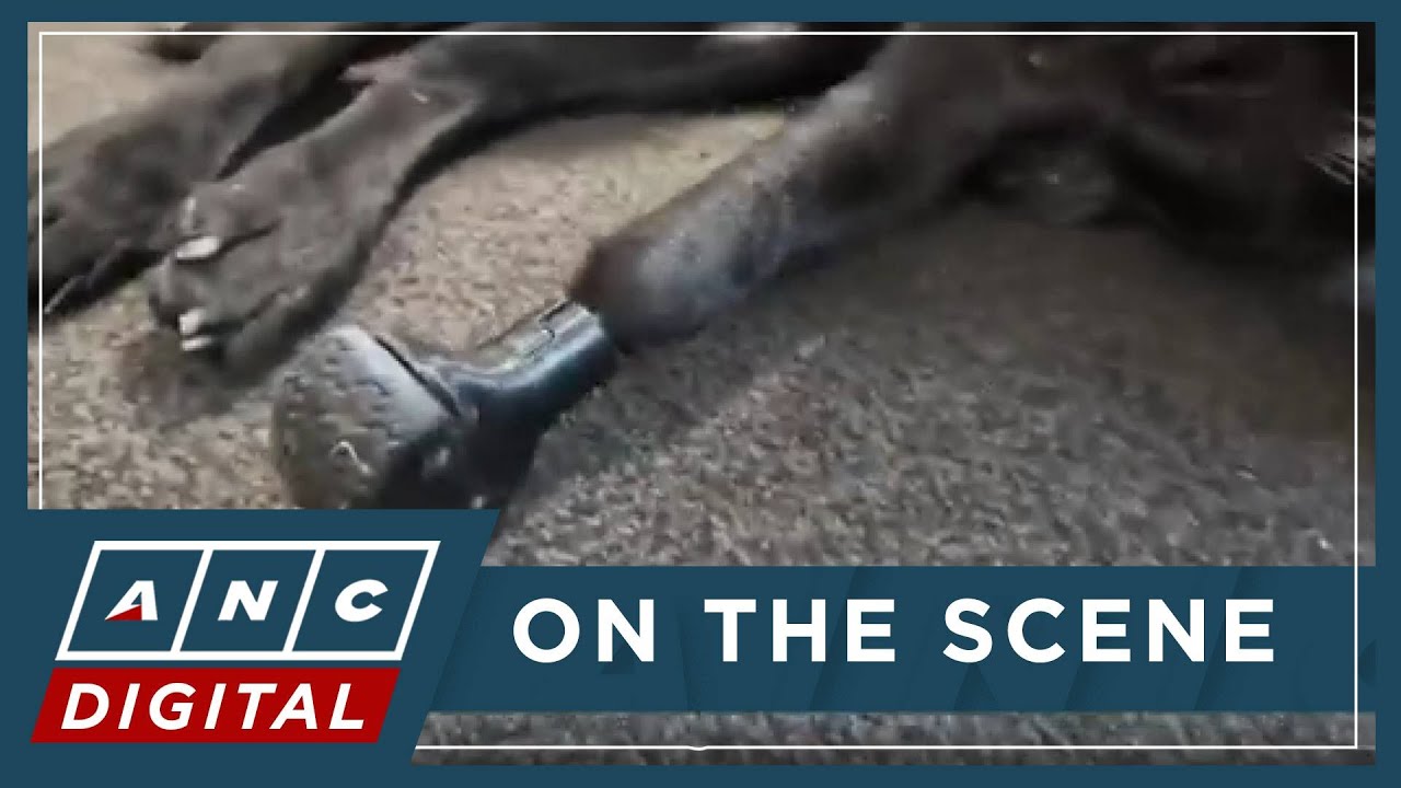 LOOK: Ukraine's dog with prosthetic paws gives war veterans strength to heal | ANC