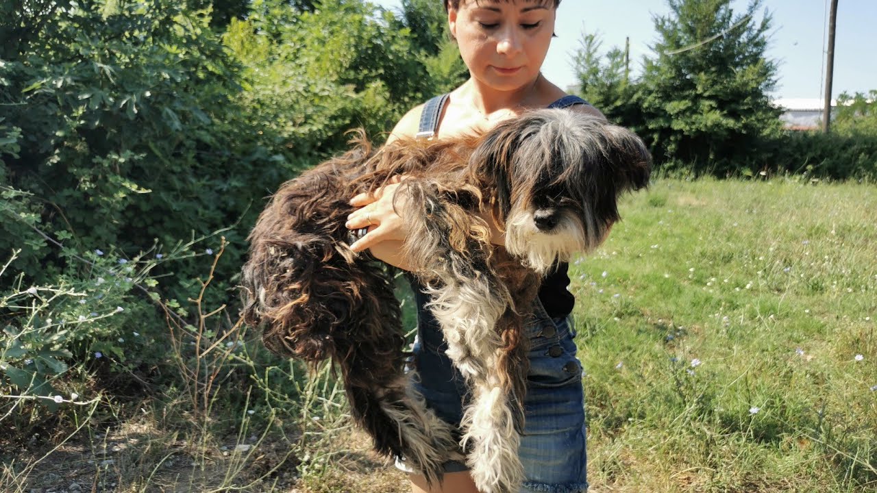 Rescue of an elderly dog, deaf and blind that found as a stray.