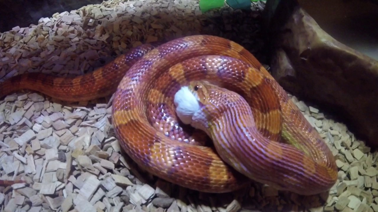 Nourrissage Python regius et Pantherophis Guttata !!! Snake feeding !!!!
