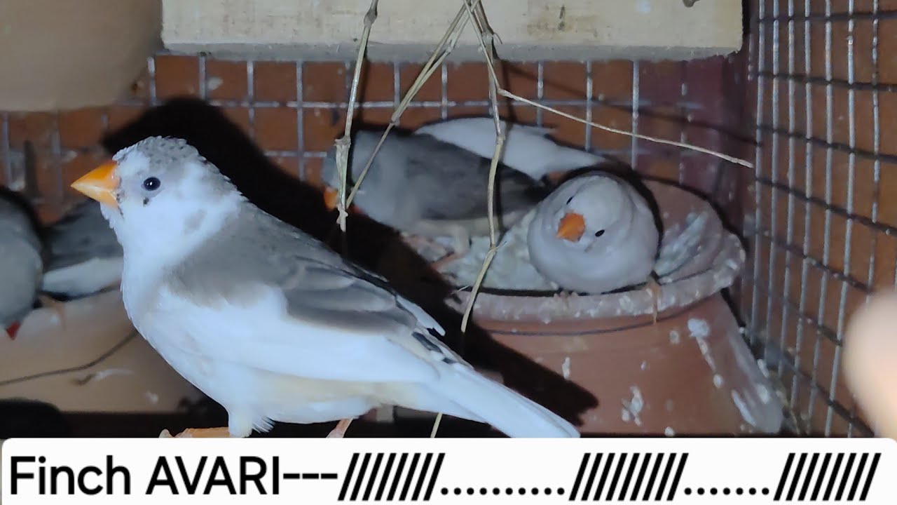 Finch avari 