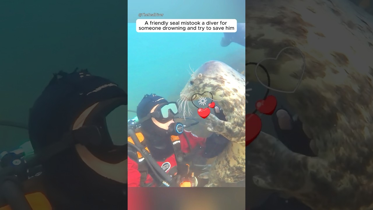 The seal thought the diver was drowning and saved him #shorts