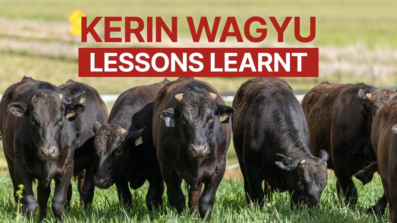 Kerin Wagyu - Lessons Learnt