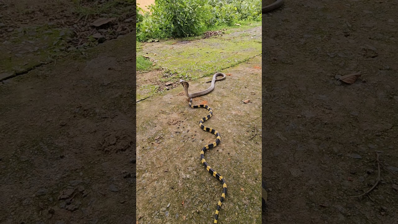 cobra & krait snake love in the jungle #youtubeshorts