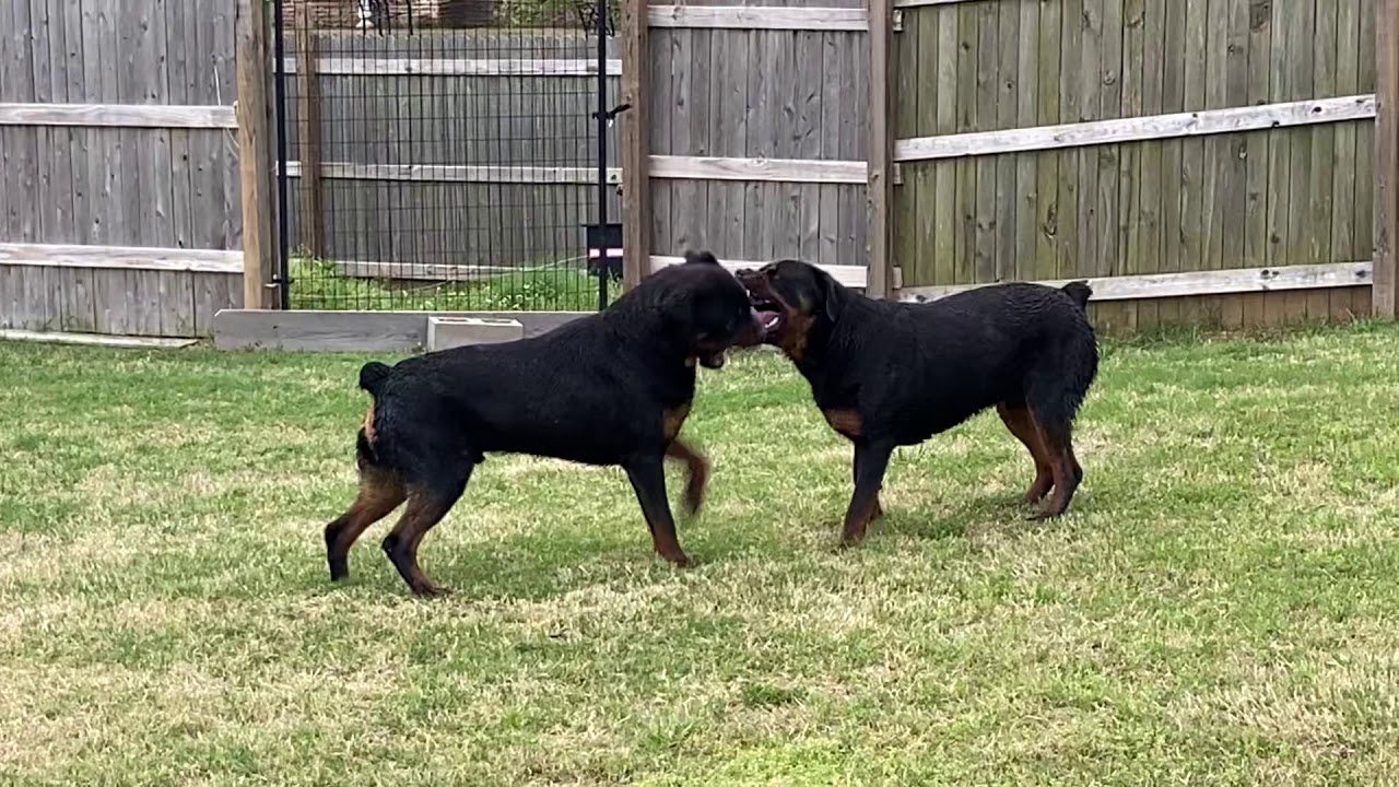 Rottweilers Fighting