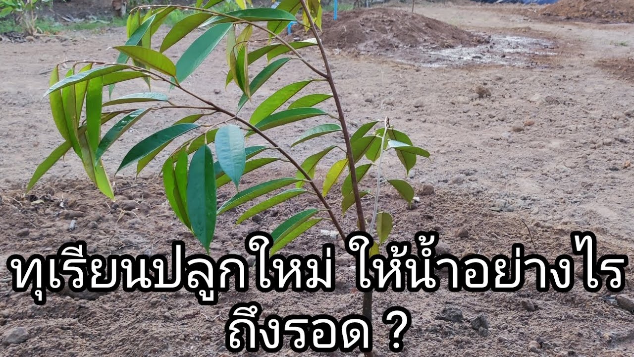 ทุเรียนปลูกใหม่ ระยะ 1 เดือนแรก ให้น้ำอย่างไร ถึงรอด 