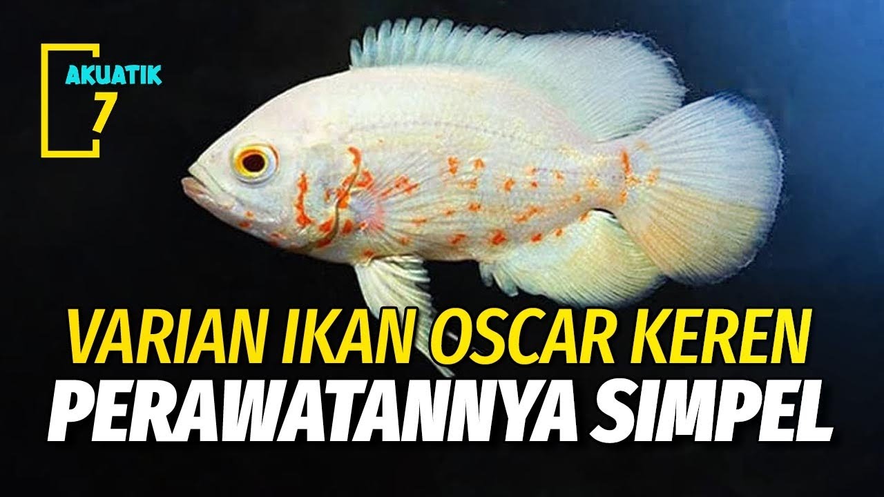 CARA MEMELIHARA IKAN OSCAR ALBINO DI AKUARIUM | AKUATIK7