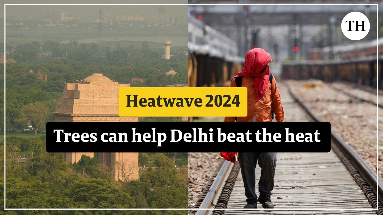 Heatwave 2024: Trees can help Delhi beat the Heat