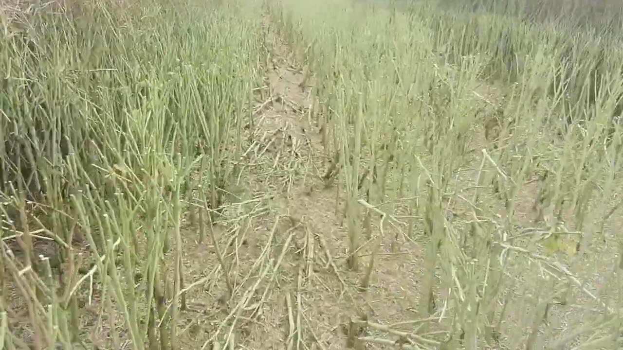 Claas Avero 160 & Żniwa rzepaku na warmi