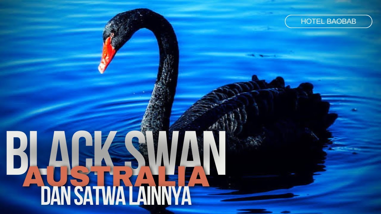 Full review Morning Walk ke Australia: Jalan Bareng Ratusan Satwa Unik