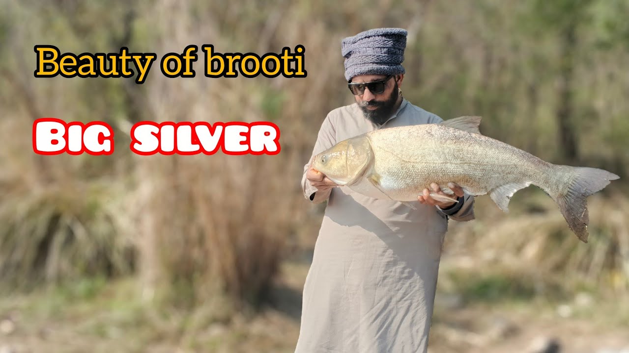 Big monster bighead fish//catch from pop-up feeder // aqib shikari fishing 🎣