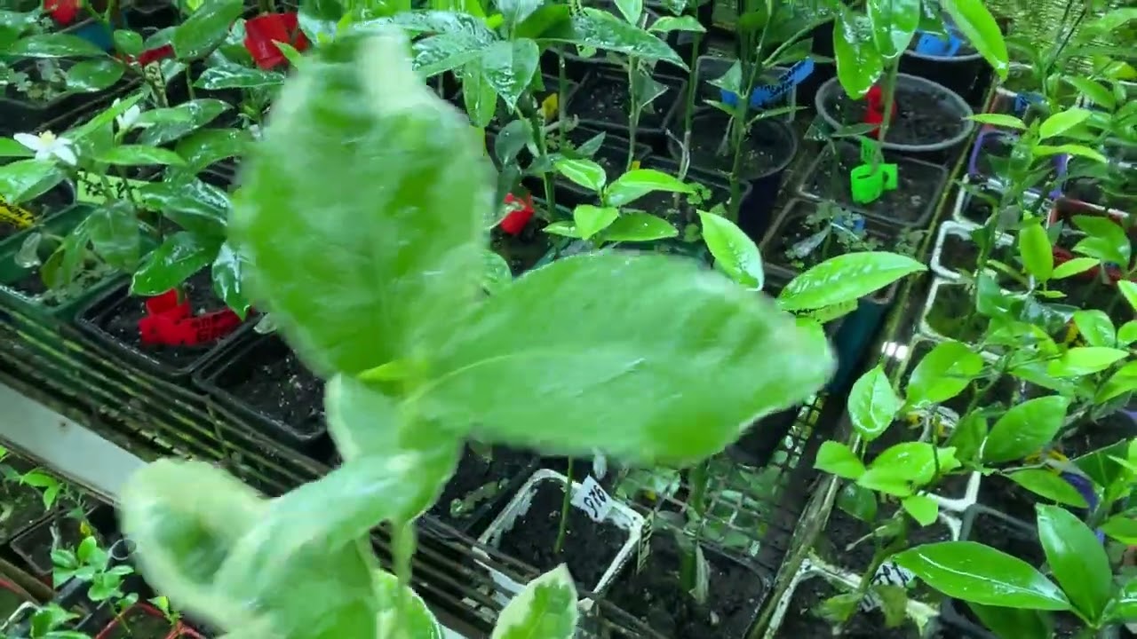 Выбираем горшок по растению .Как это работает.#garden #лимонвгоршке #огороднаподоконнике #citrus 
