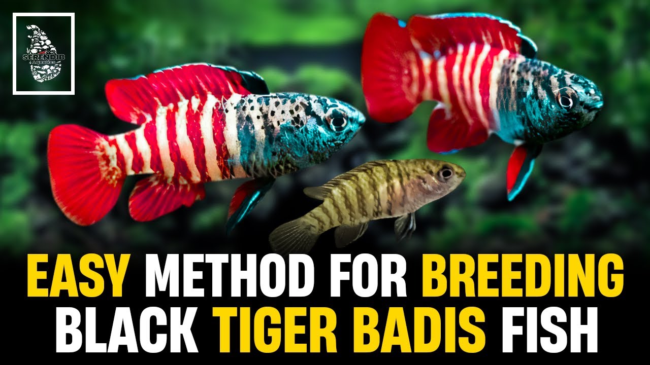 SHOCKINGLY EASY Way to Breed Black Tiger Badis Fish at Home