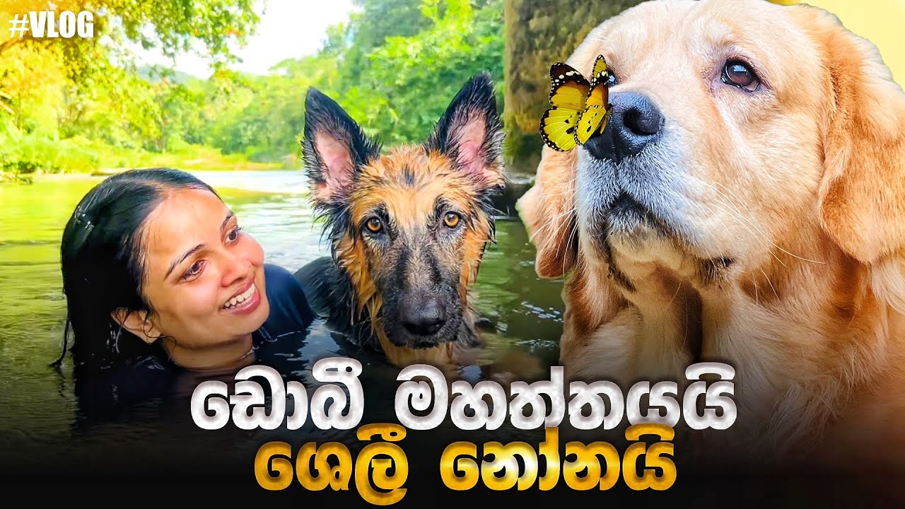 Dobby and Shelly එක්ක වරුවක් 🙈