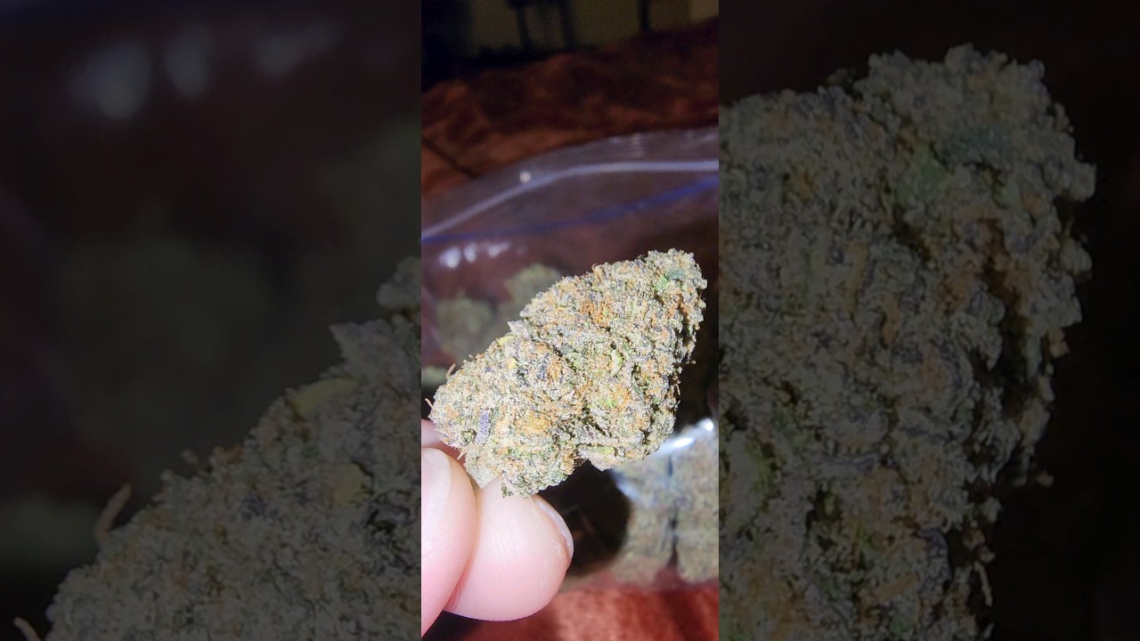 Italian Ice Strain #shorts