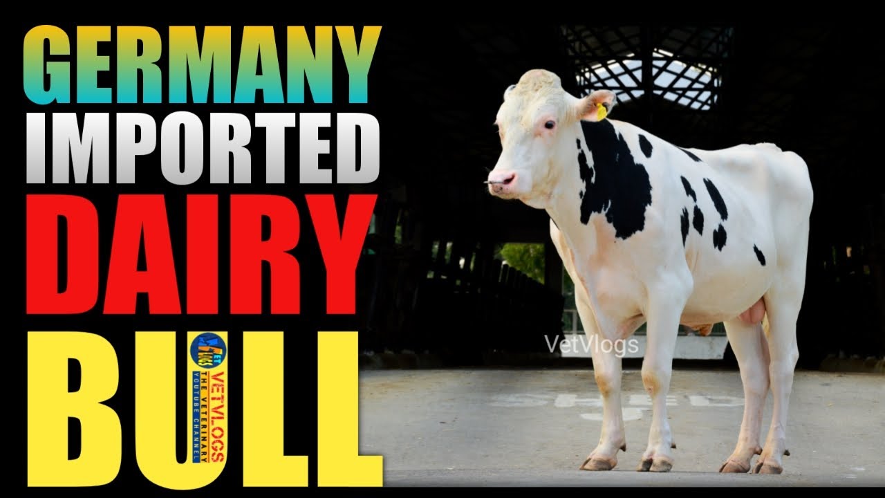 Germany Imported Bull 2022 || HF-21281 Bull Video || NDDB-SAG ||