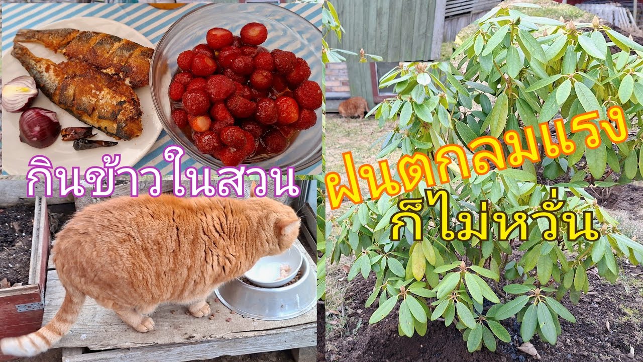 ฝนตกลมแรงก็ไม่หวั่นวันนี้ได้งานเยอะมากอีกไม่นานจะงอกงามเต็มสวนเพราะเราได้ทำสิ่งนี้??
