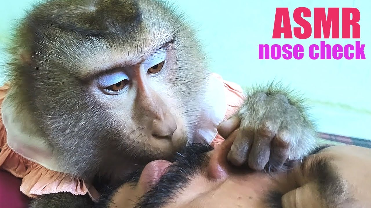 Dr. Bela Know How Grooming Hair In Nose, Monkey ASMR