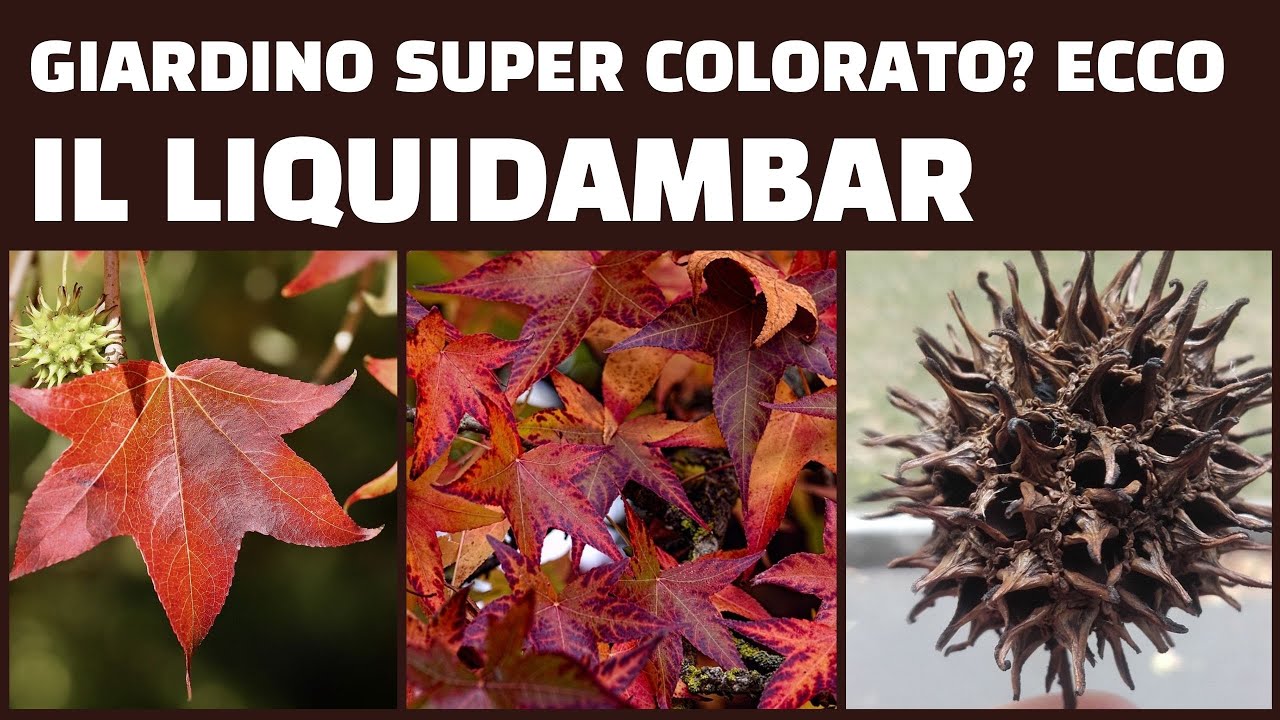 Giardino super colorato? Ecco il LIQUIDAMBAR