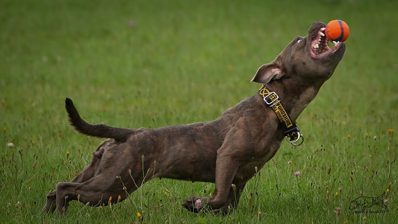 Staffordshire Bull Terrier - IGP/IPO elements training