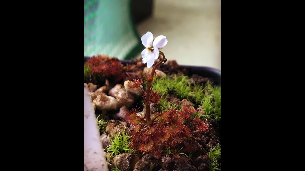 Вид в центре внимания: Drosera gracilis