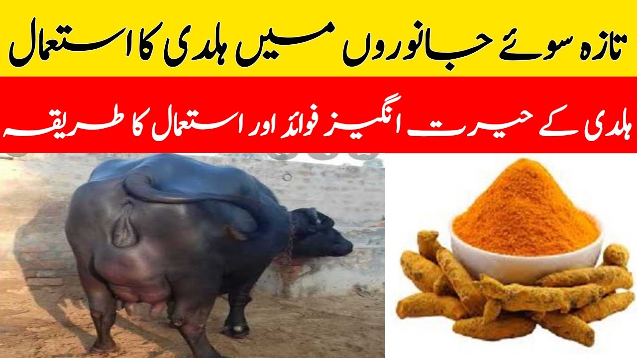 Janvaron Mein Haldi Ke Faidey | Benefits Of Turmeric In Animals | Dr Hafiz Nadeem Ur Rehman